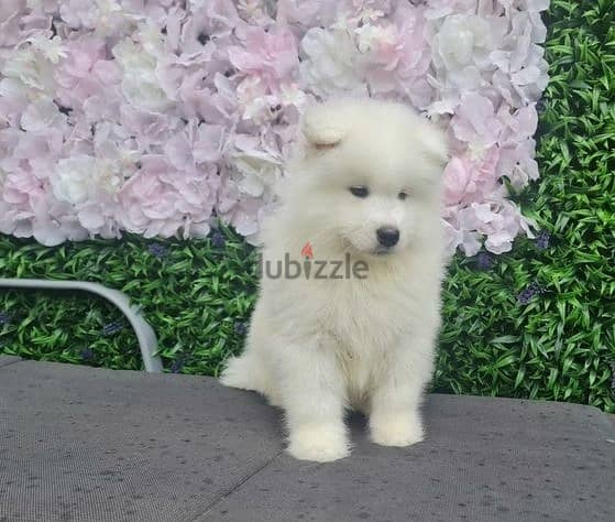 Whatsapp Me (+966 58392 1348)Two Samoyed Puppies 1