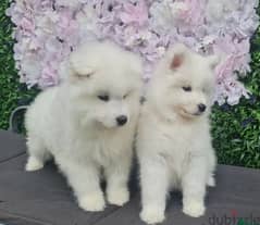 Whatsapp Me (+966 58392 1348) White Samoyed Puppies