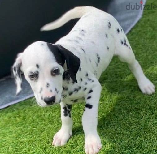 Whatsapp Me +966583921348 Dalmatian Puppies 1