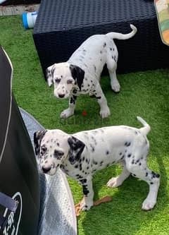 Whatsapp me (+467 0018 7972) Two Dalmatian Puppies