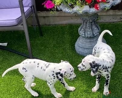 Whatsapp Me +966583921348 Two Dalmatian Puppies 1