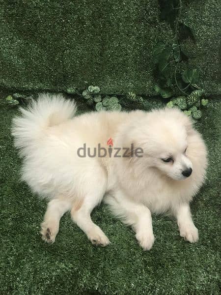 Pomeranian dog and puppies, Ready for rehoming 2