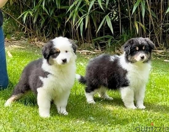 Whatsapp Me (+966 58899 3320) Australian Shepherd Puppies 1