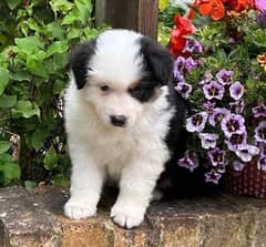 Whatsapp Me (+966 58899 3320) Australian Shepherd Puppies 0