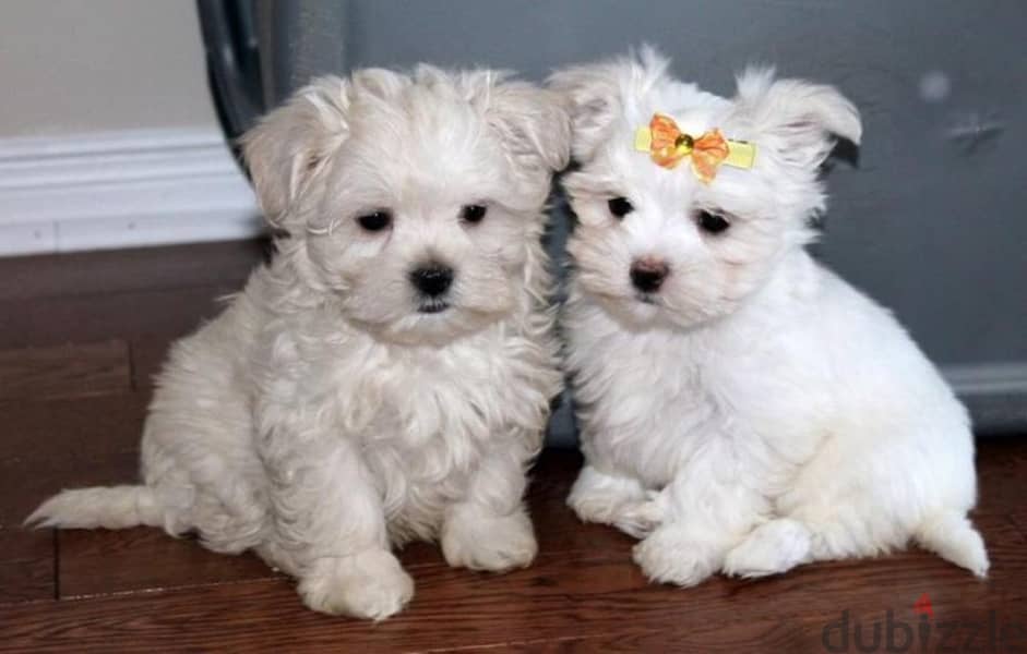 Whatsapp me (+407 2516 6661) Cute Maltese Puppies 1