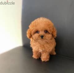 Adorable Toy Poodle 0
