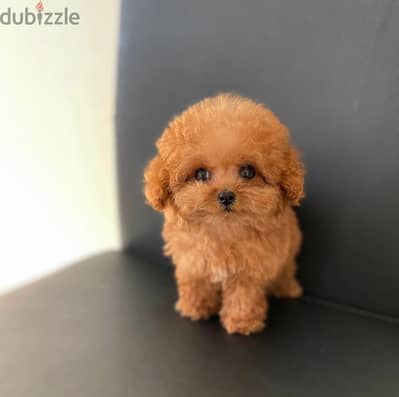 Adorable Toy Poodle