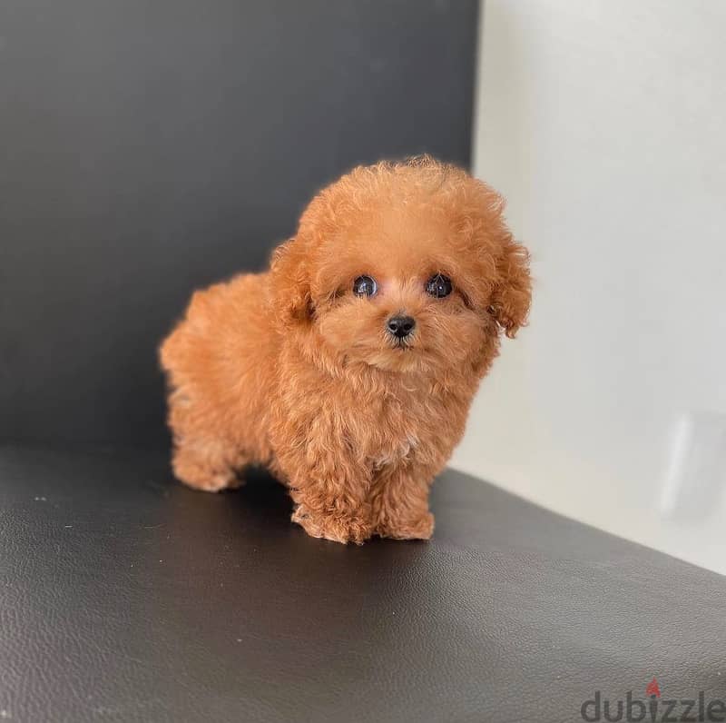 Adorable Toy Poodle 1