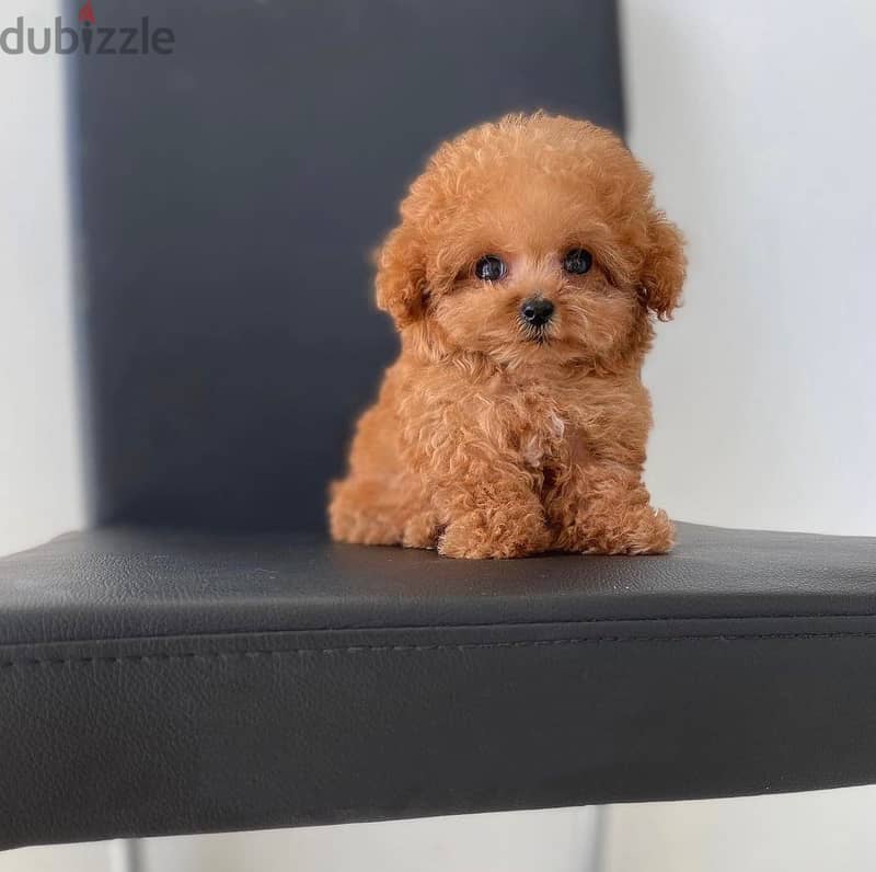 Adorable Toy Poodle 2