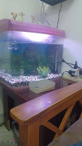 Fish tank for sale