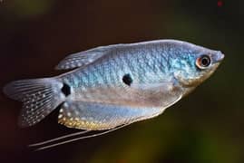 Beta & Gourami fishes for sale 0