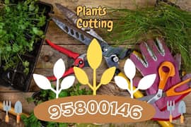 Plants Cutting, Artificial Grass, Tree Trimming, Backyard Cleaning, 0