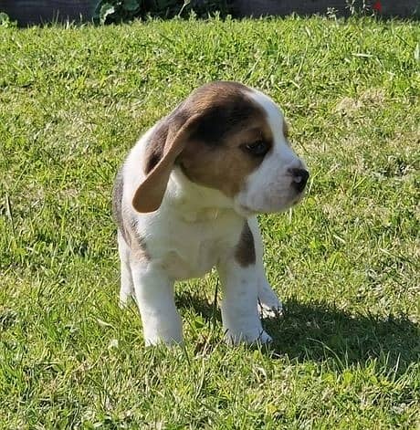 Whatsapp Me +966583921348 Beagle Puppies 1