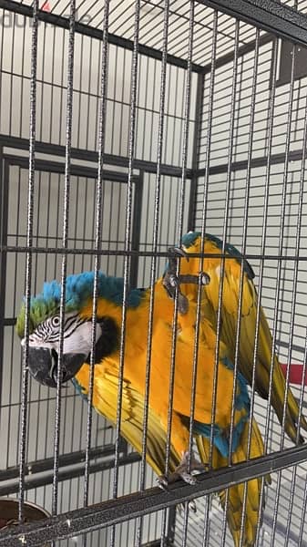 lost macaw in mabela area. . مكاو ضائع في المعبيله منطقة الملاحظ 0