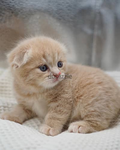 Scottish Fold Kitten