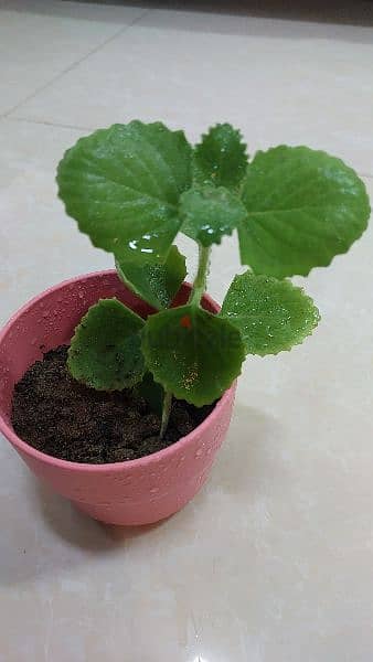 Mexican mint