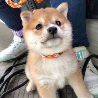 adorable shiba inu puppies for rehoming