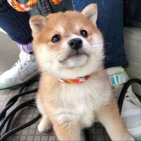adorable shiba inu puppies for rehoming 0