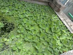 Floating Plants - Frog Bit /Duckweed / Silvinia