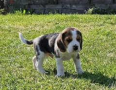 Whatsapp me (+372 5817 6491) Cute Beagle Puppies