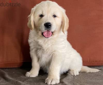 Whatsapp Me +966583921348 Cute Golden Retriever Puppies