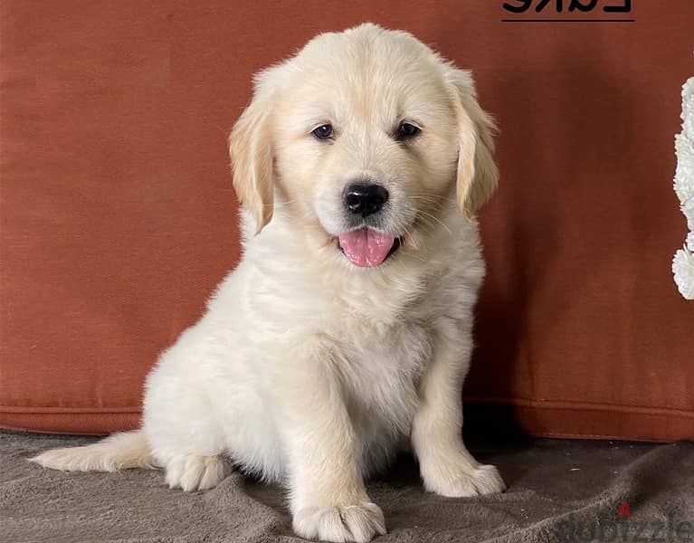 Whatsapp Me +966583921348 Cute Golden Retriever Puppies 1