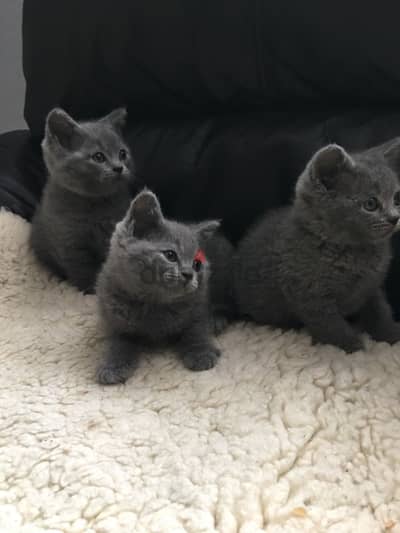 British shorthair Kitten