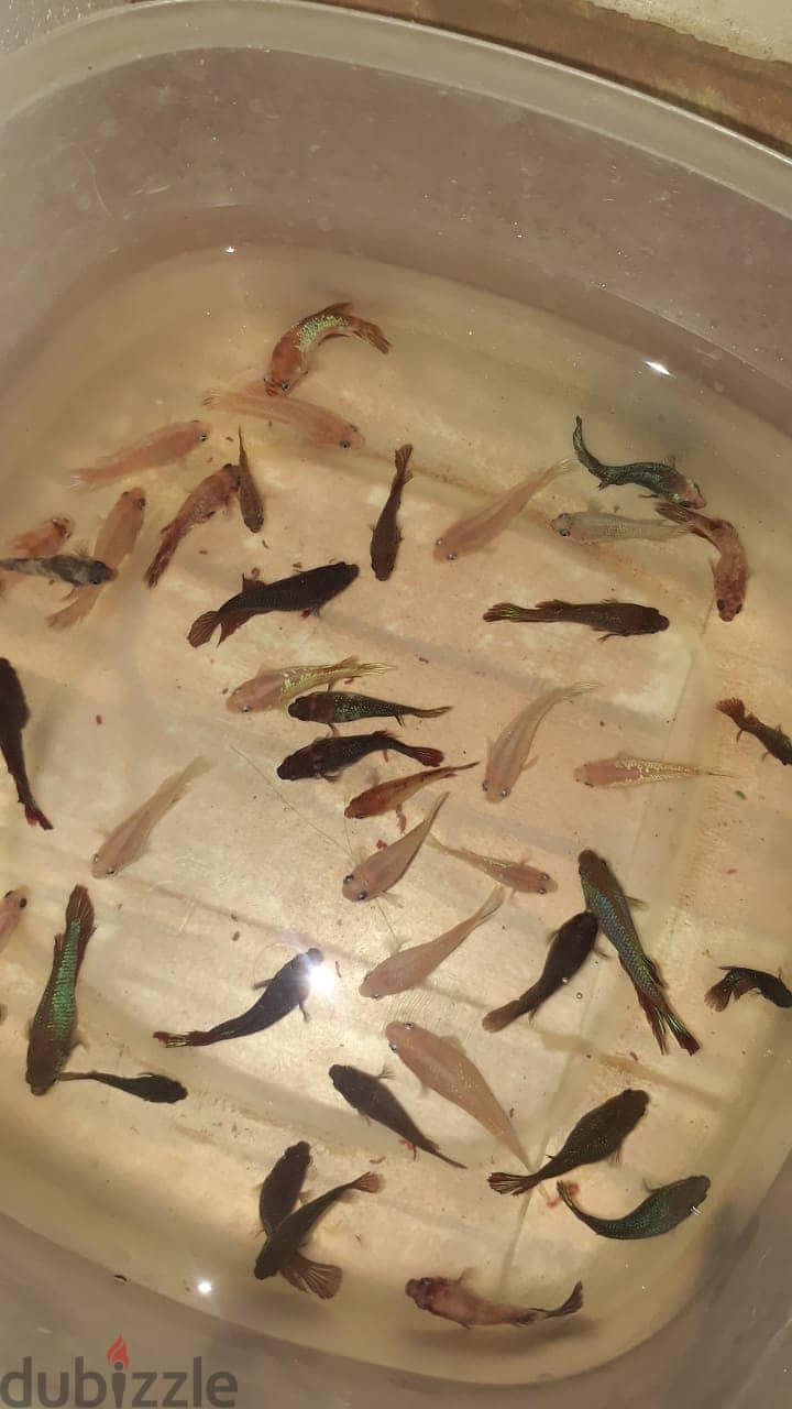 Beta & Gourami fishes for sale 2