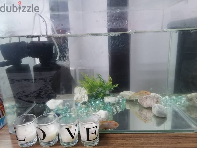 Aquarium set for sale 3