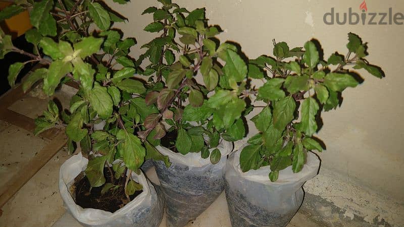 Holy Basil (Super Herb Tulsi) 0