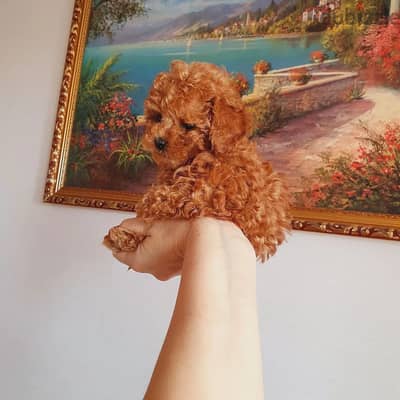 poodle Puppy