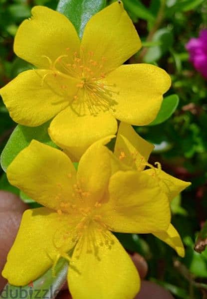 Yellow Portulaca Grandiflora 0