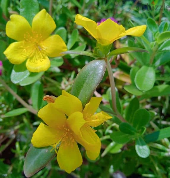 Yellow Portulaca Grandiflora 1