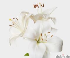 White Lilly