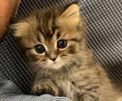 2 Months Old Persian Kittens for Sale