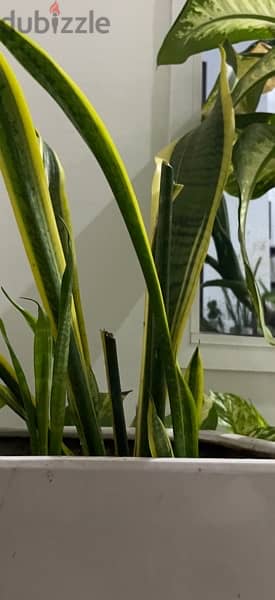 Snake Plants Five plants in Two Ceramic Pots for RO 25 0