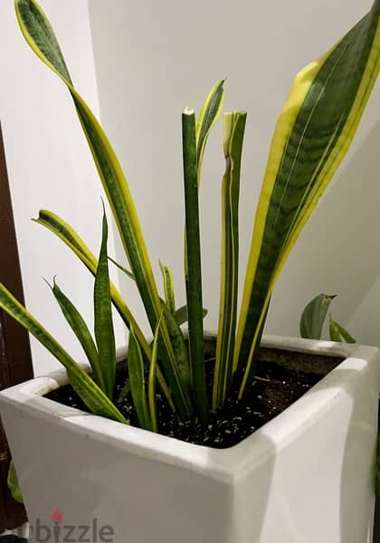 Snake Plants three plants in one Ceramic Pot, three for 35 1