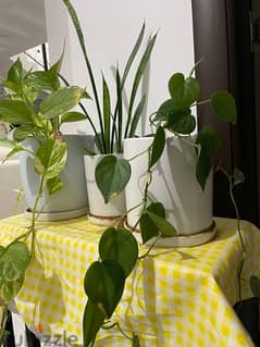 Three Plants with Ceramic Pots and Plates for total of 26