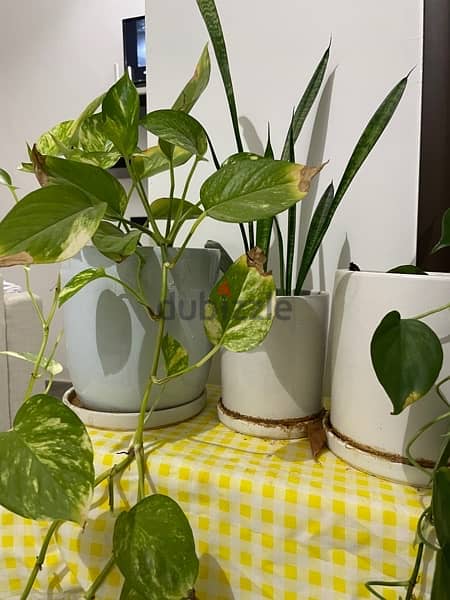 Three Plants with Ceramic Pots and Plates for total of 26 1