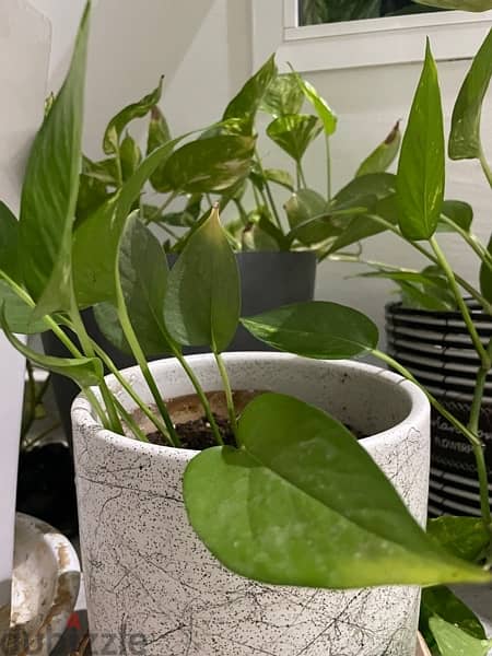 Three Pothos Plant for 22, Two for 15 0