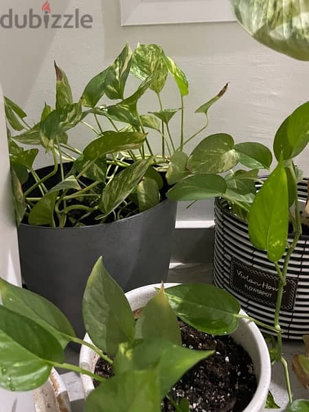 Three Pothos Plant for 22, Two for 15 1