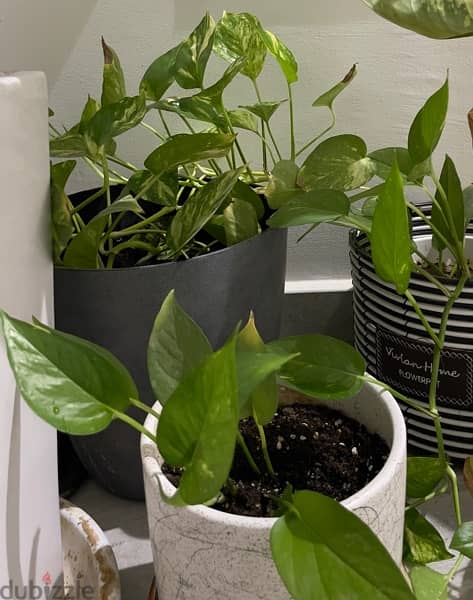 Three Pothos Plant for 22, Two for 15 2