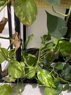 One Pothos Plant and small many Snake Plants one for 15