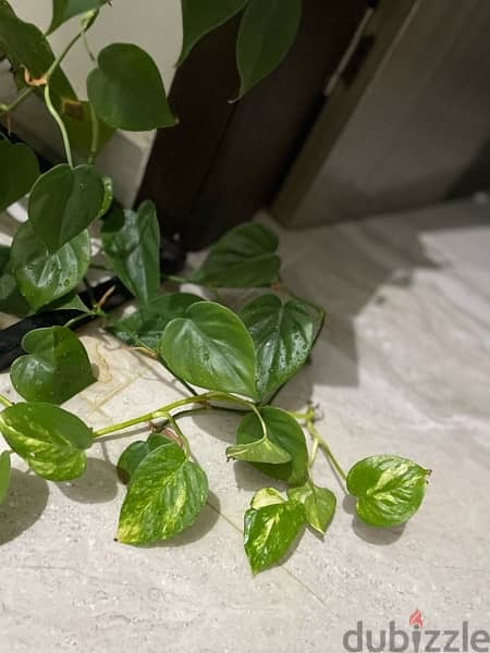One Pothos Plant and small many Snake Plants one for 15 2