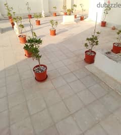 Beautiful, Well Grown Garden Plants for Sale