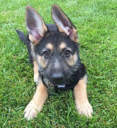 Trained G-Shepherd Puppy for sale.