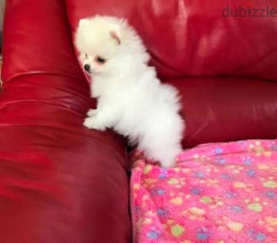 Trained Pomeranian  puppy for sale