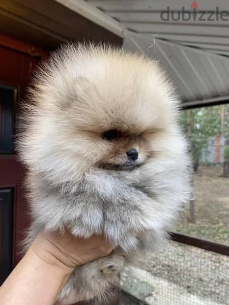 Trained pomeranian hot sale for sale