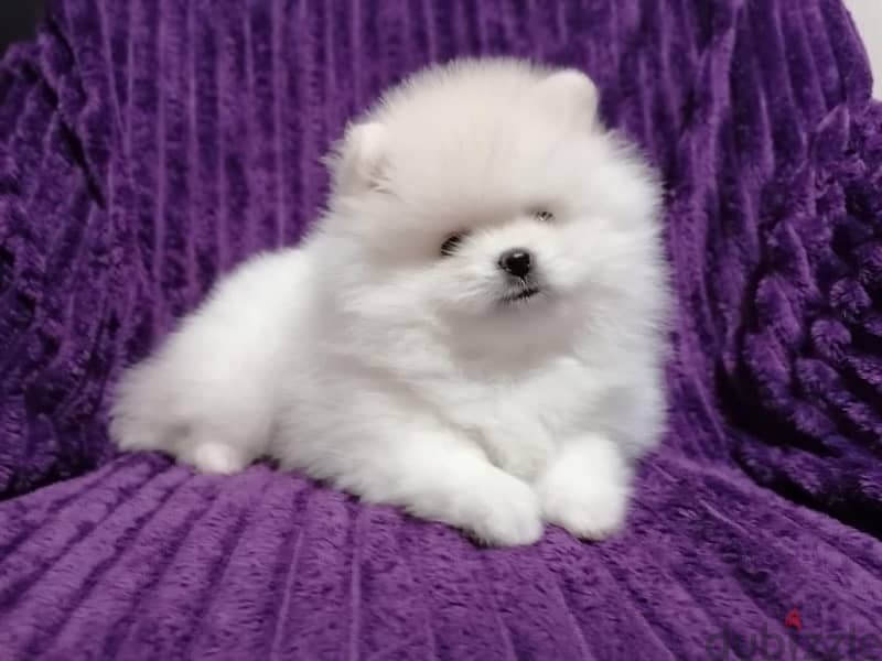 White Pomeranian for sale - Dogs - 128519664