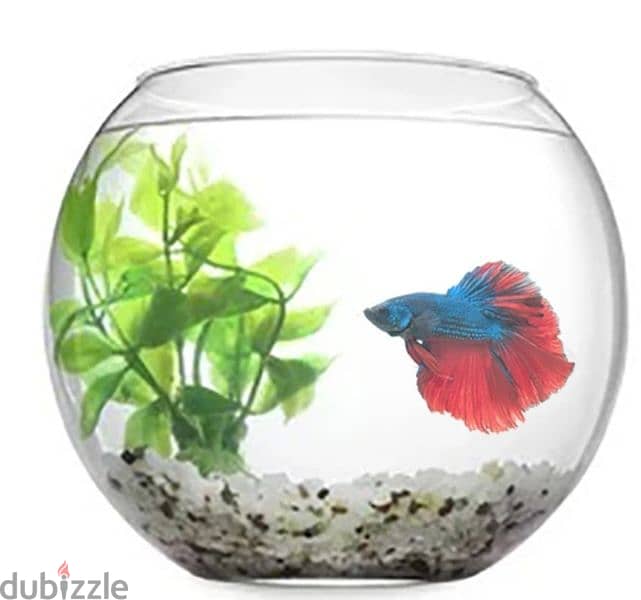 aquarium globe avaialble 6" size with betta fish our shop ingoubra 0